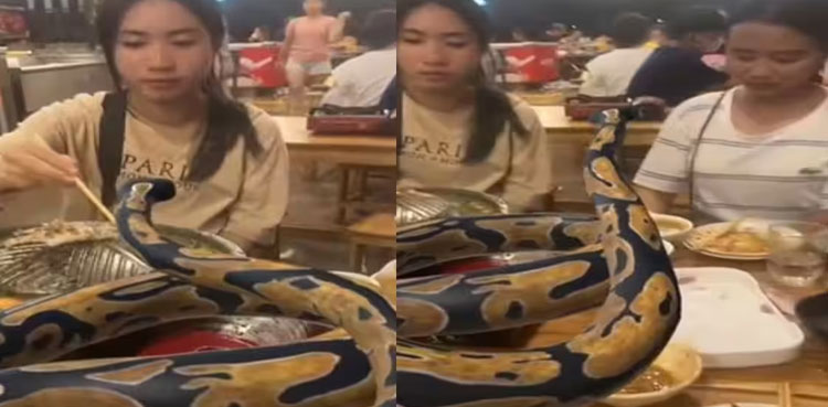 Dine with Python