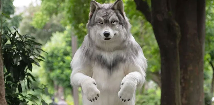 japanese, japanese man, wolf, viral, pictures, transform