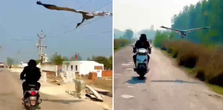 Viral Bird becomes friend with man