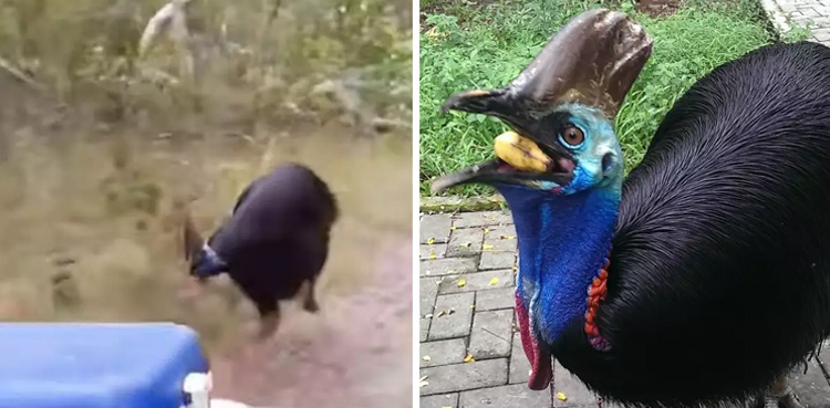 Scared gamekeeper, world's deadliest bird