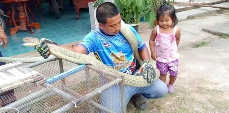 Man shocked, king cobra, snake, home