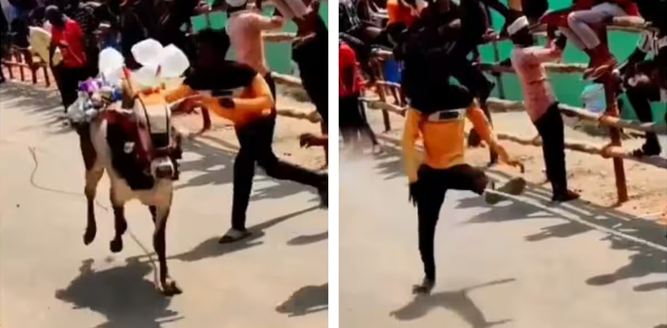 Man, instant karma, hitting bull, without reason
