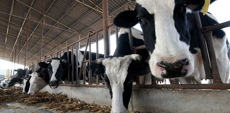 Super cows, 18 tonnes milk, Chinese cloned cows,