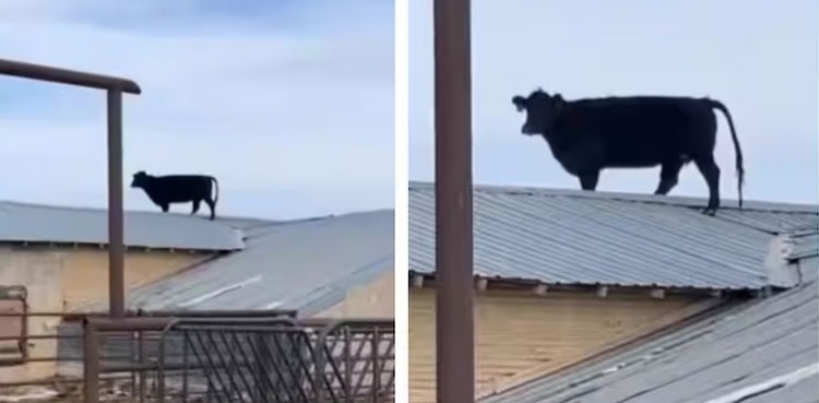 Viral video cow