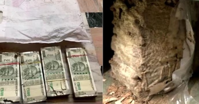 Termites, bank locker