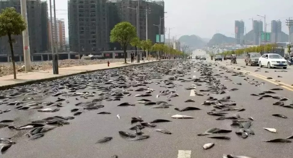 Fish raining, Australian town