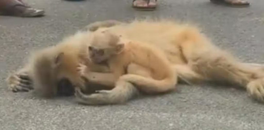 Viral Video Langur weeps,