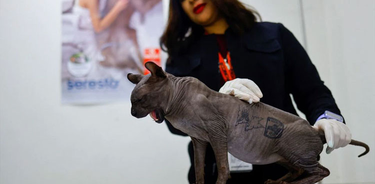 Sphynx Cat