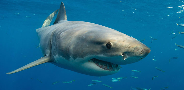 shark, shark attack, viral video, viral, video