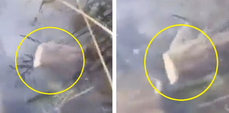 video-headless-fish-viral