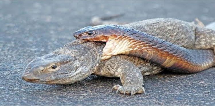 viral-video-king-cobra-komodo-dragon
