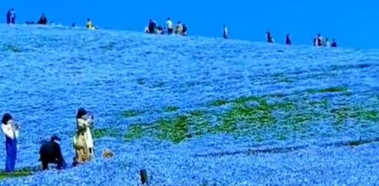 Blue sky on earth, Japan, Majestic Valley Of Flowers,