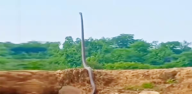 King Cobra, standing,