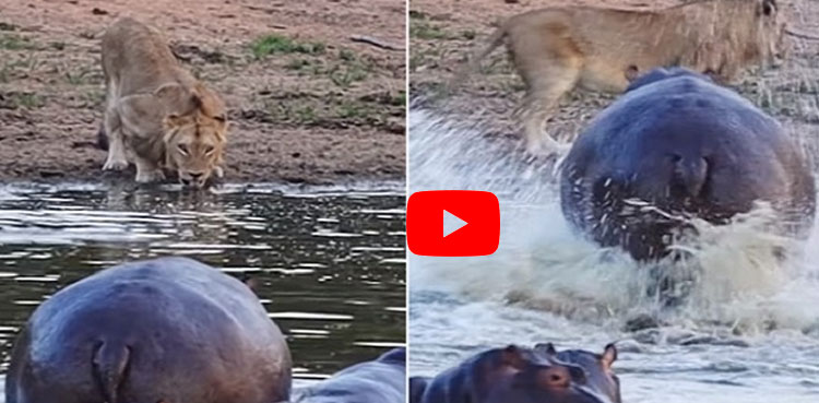 Angry Hippo Video