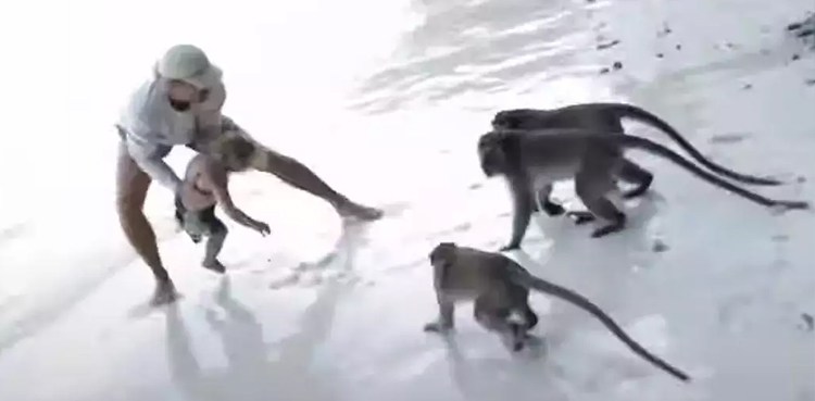 VIRAL video, aggressive monkeys, lunge at child on beach, father punches