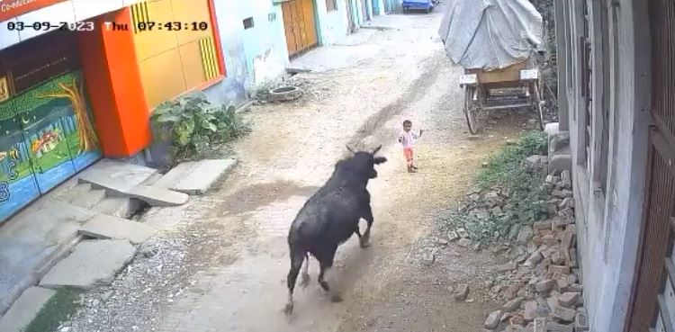 VIRAL, Bull attacks, 4-year-old kid