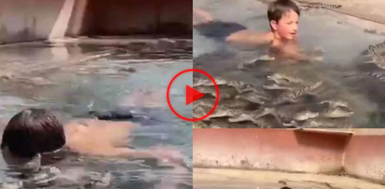 crocodile, crocodile video, crocodile pool, viral video, viral, video