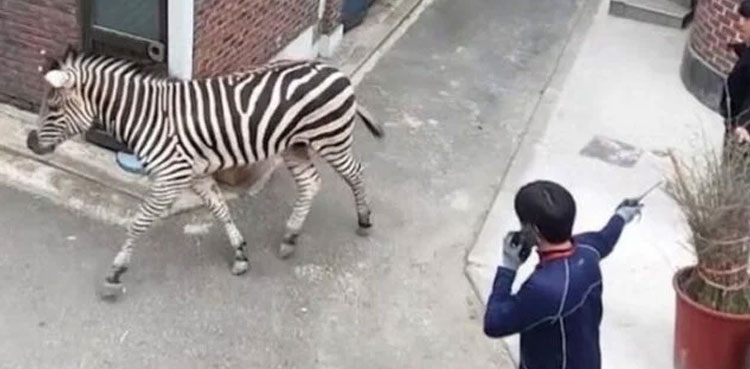 zoo escapes, zoo, zebra escapes, zoo escape, south korea