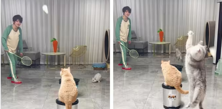 Viral video, Cats play badminton, human friend
