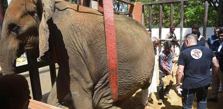 Elephant Noor Jehan