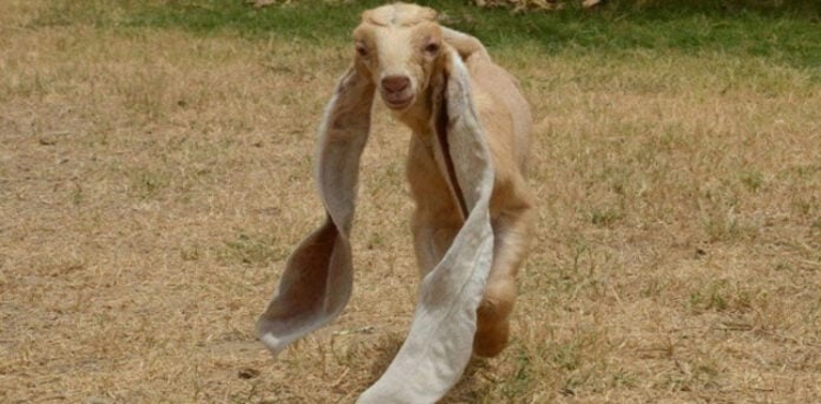 Simba, baby goat, extraordinarily elongated ears, baby goat passed away, Karachi,