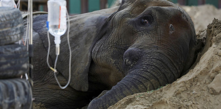 noor jehan death elephant