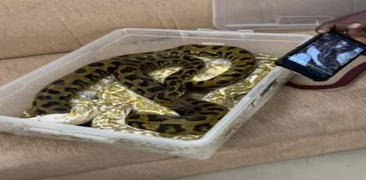 22 snakes, chameleon, woman, luggage, airport