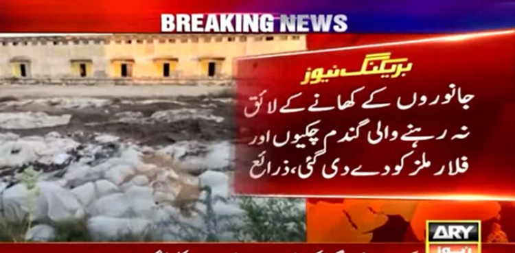 Sindh Govt, supplies, substandard wheat, flour mills