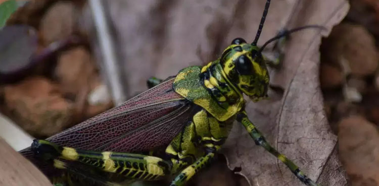Mother feeds her toddler crickets
