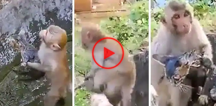 monkey video, kitten, kitten video, monkey, viral video, viral, video