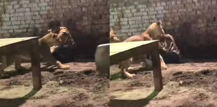 Viral video, lions attack their owner, Two angry lions