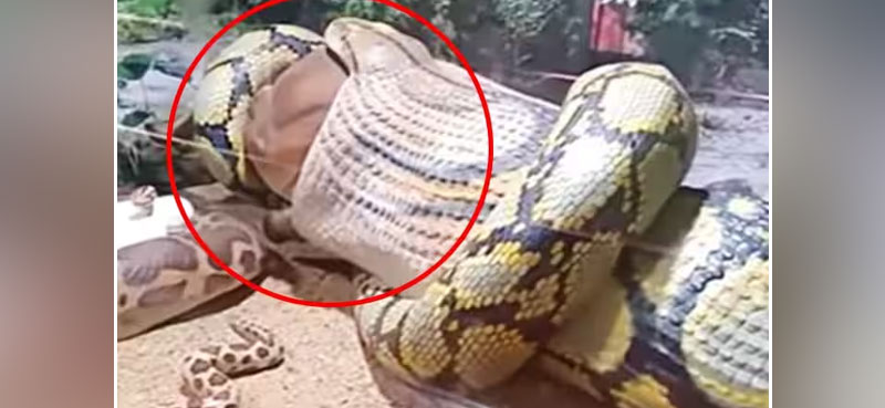 anaconda cow viral video