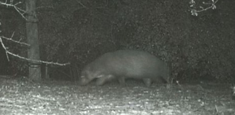 weird animal, animal, wildlife experts, wildlife,