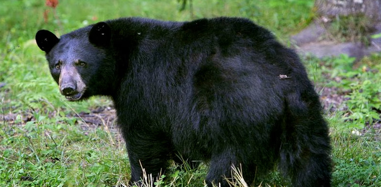 Bear devours 60 cupcakes, scares bakery staff