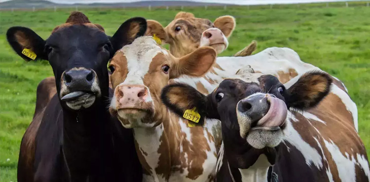 Dairy Cows in California test positive for bird flu