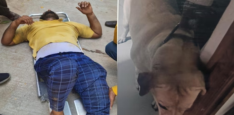 Delivery boy, Dog attack