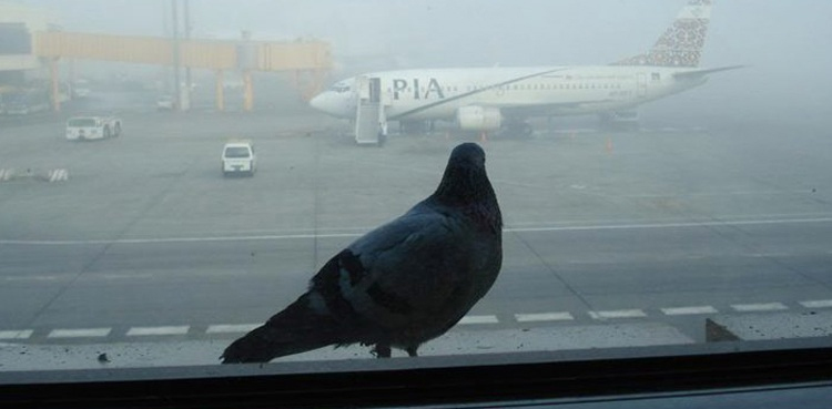 Bird repellent system