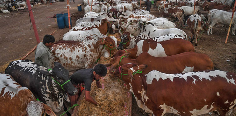 sacrifice animals hides, banned groups, Punjab govt