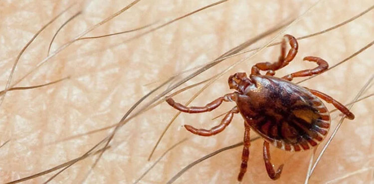 Congo virus, Quetta, Pakistan