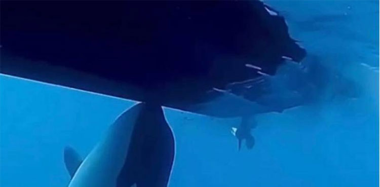 killer whales orca whale