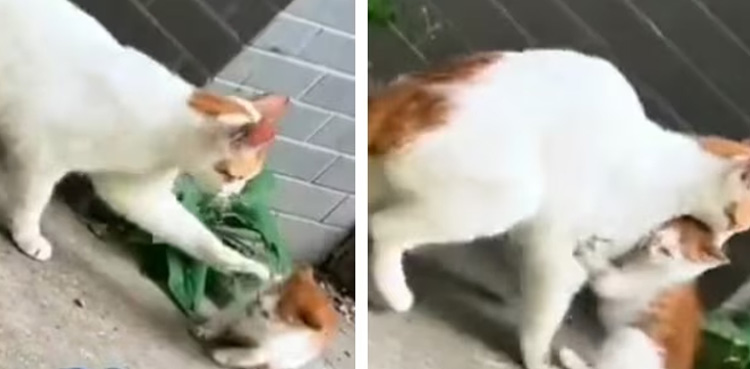 Viral video, cat, mom cat, kitten