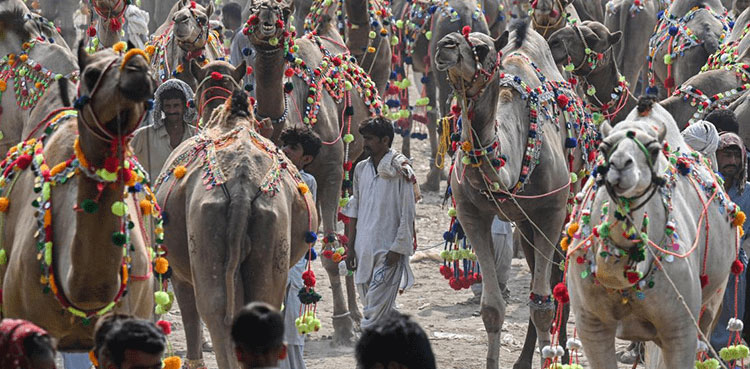 Fewer buyers for Eid camels as Pakistanis count rupees