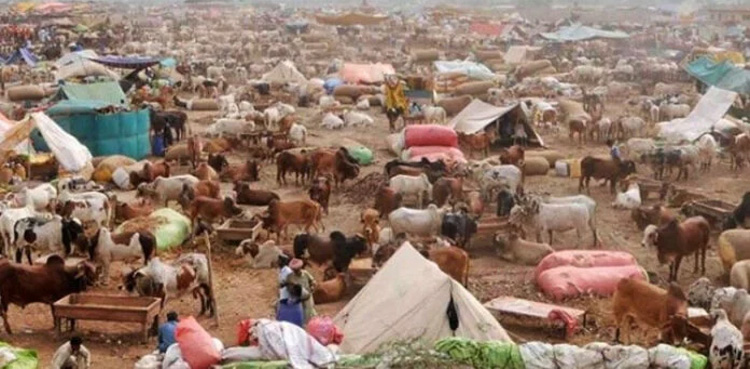 Sindh Police, Northern Bypass robber, cattle market