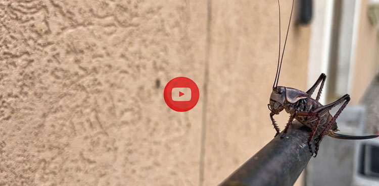 Mormon cricket invasion leaves people 'prisoners in their homes'