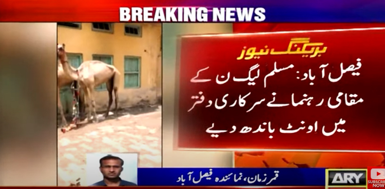 PML-N leader, sacrificial camels, camels in govt office, Amir Liaquat Chattha