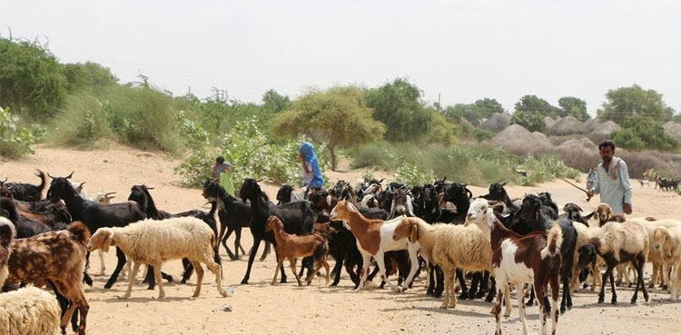 Tharparkar rainfall, monsoon