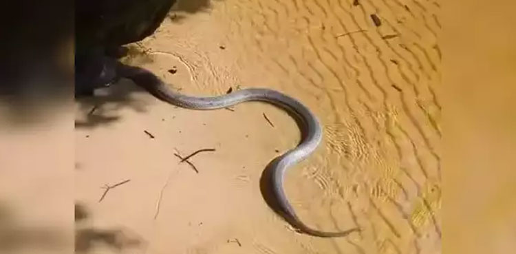rainbow snake, man, Florida, Thomas Leebo Holloway