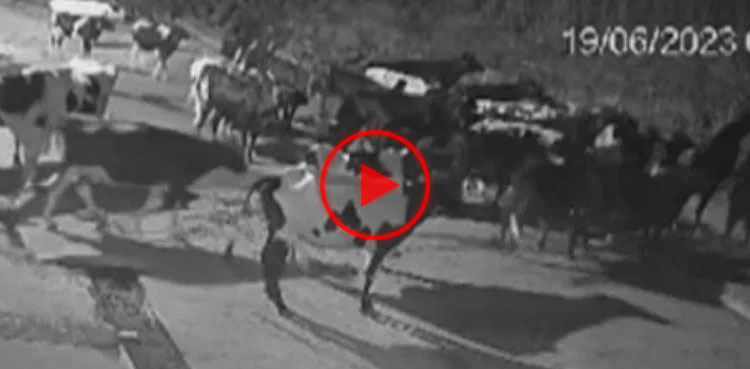 tiger attack, tiger attack video, viral, video, viral video