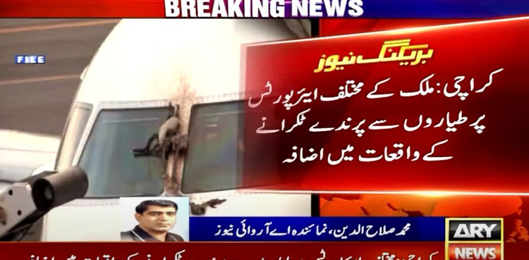 bird strikes incidents