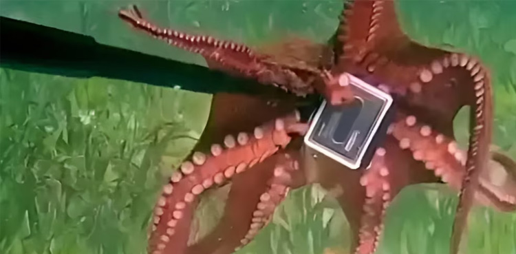 Viral Video, Octopus steals, GoPro Camera